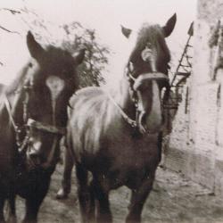 Aartselaar: paardenfoto