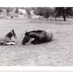 Paard met veulen