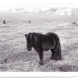 Shetlandpony