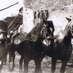 Aartselaar: 3 boerenpaarden voor hoevehuis